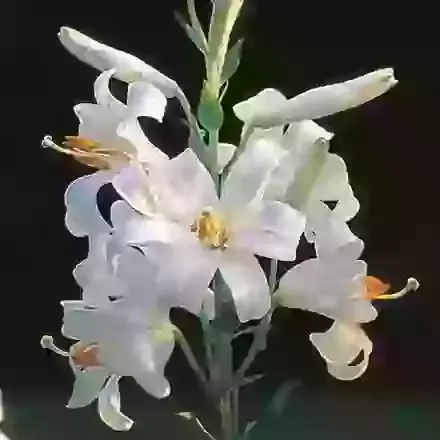 The Madonna Lily